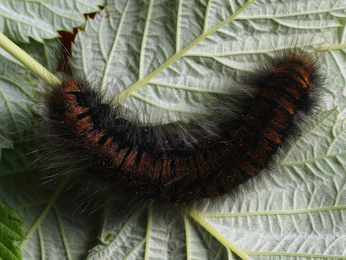 Кольчатый коконопряд гусеница