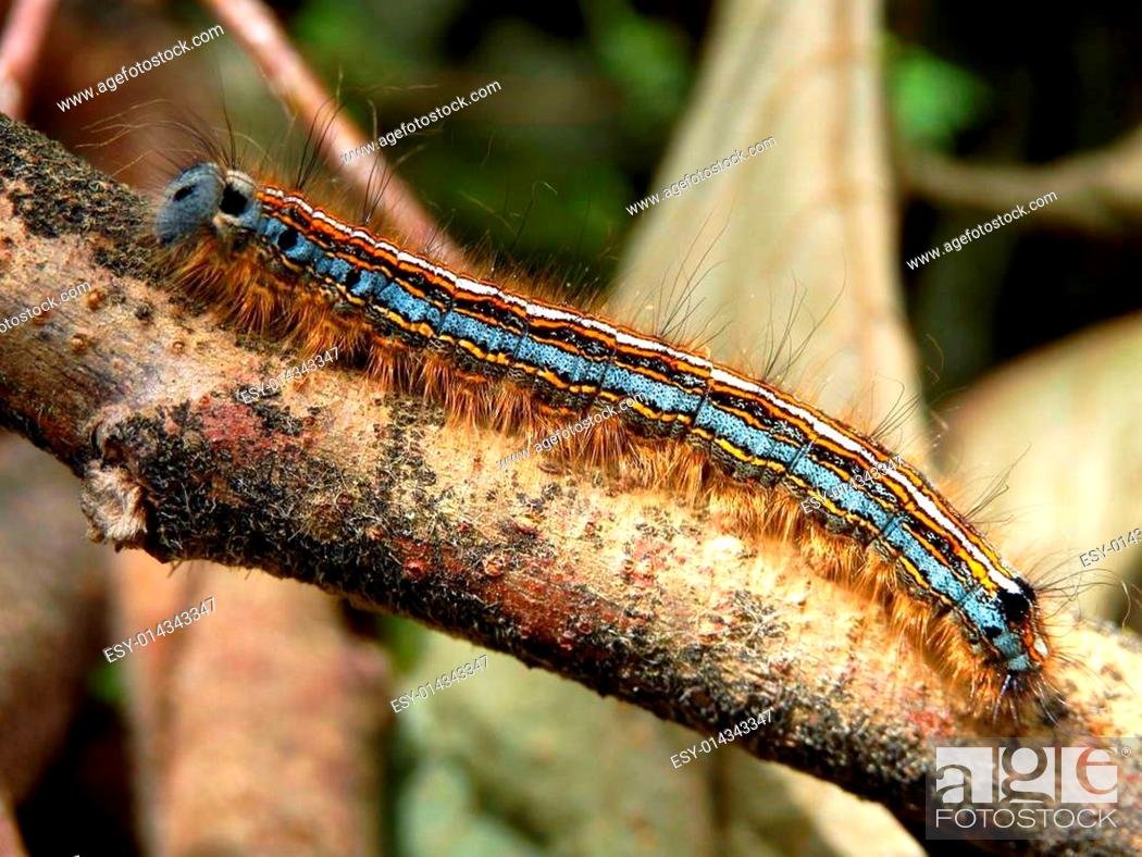 Сумеречница гусеница