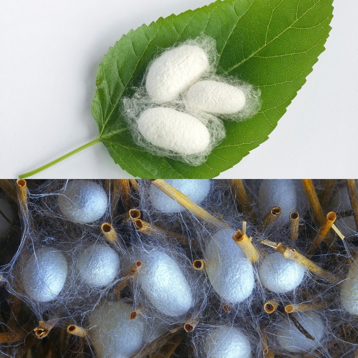 Тутовый шелкопряд кокон