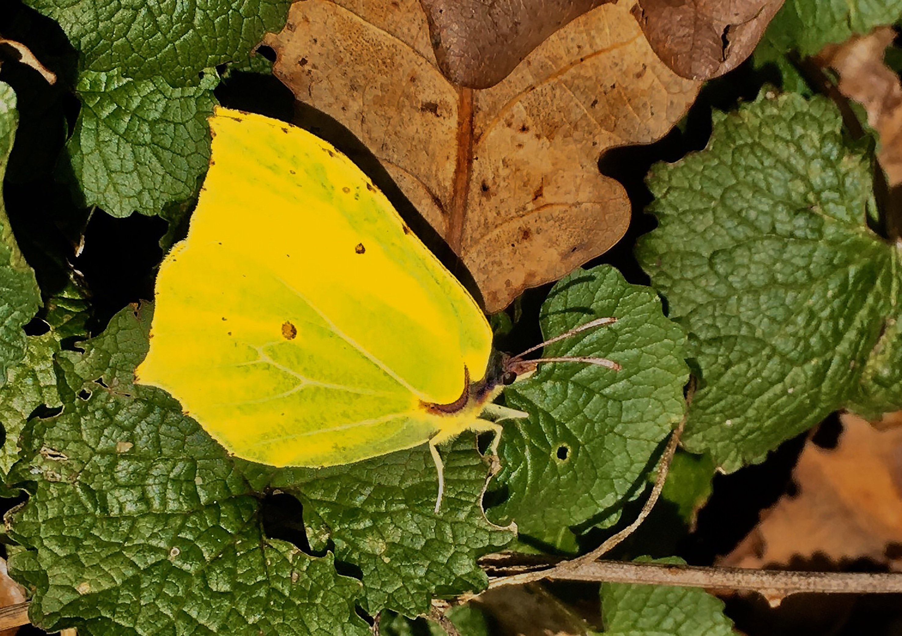 Лимонница желтая бабочка сидит