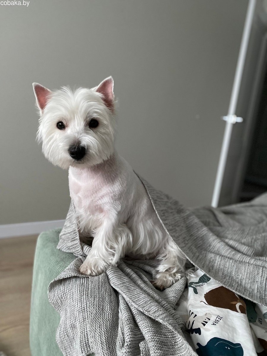 Вест хайленд бультерьер