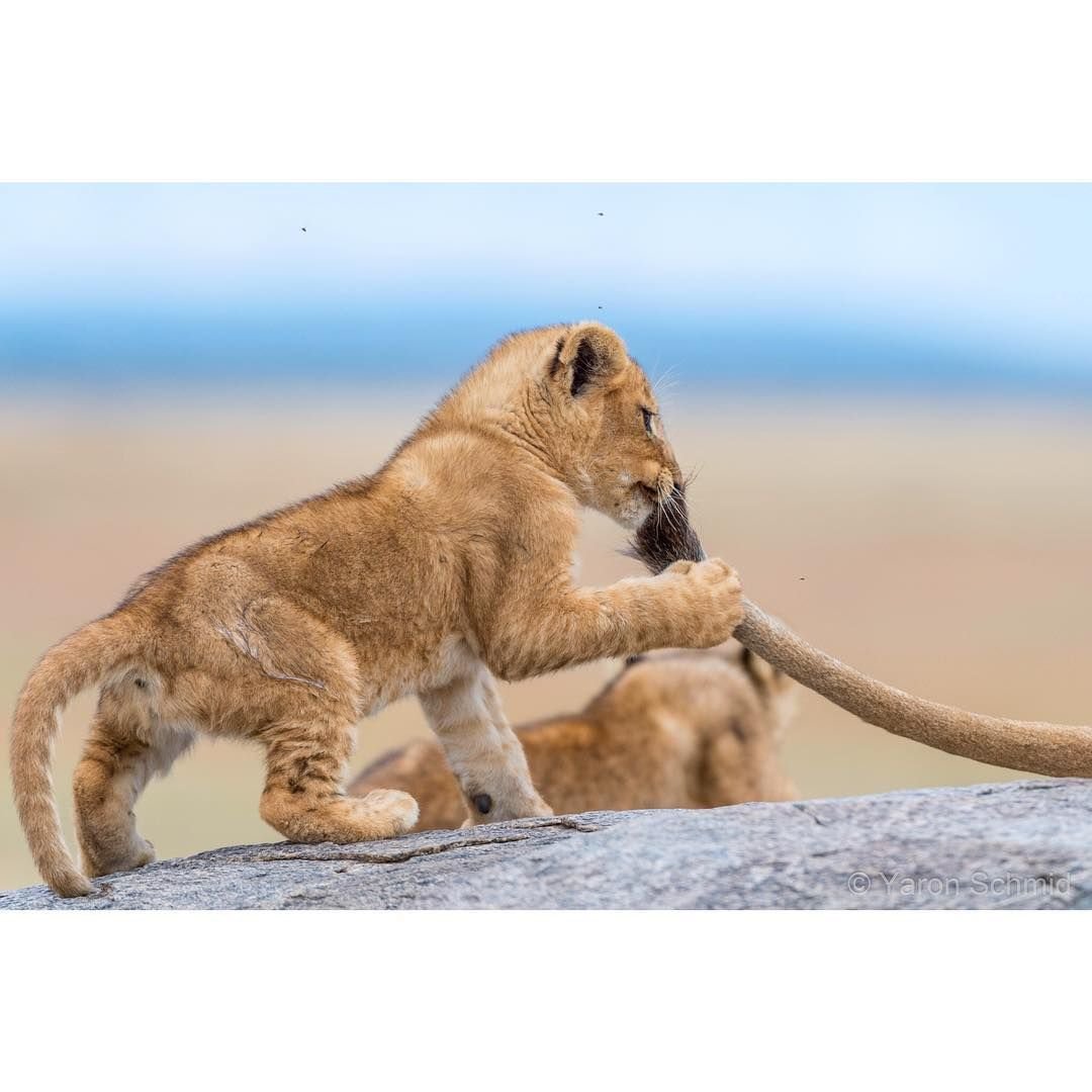 Львенок и мамин хвост