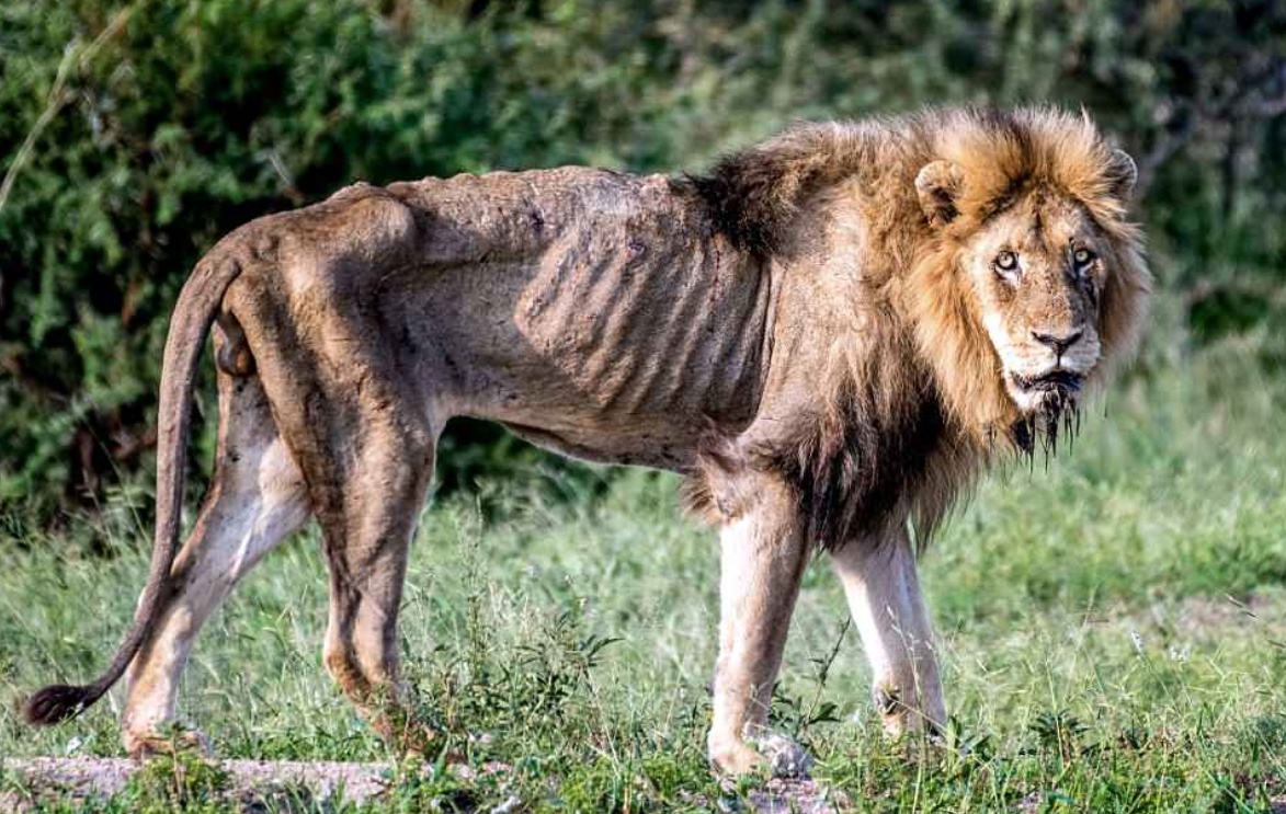 Последний Берберийский Лев