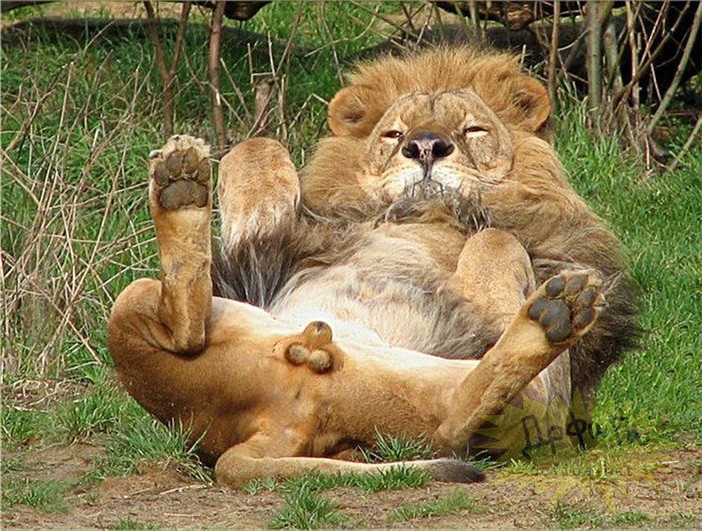 Смешной Лев