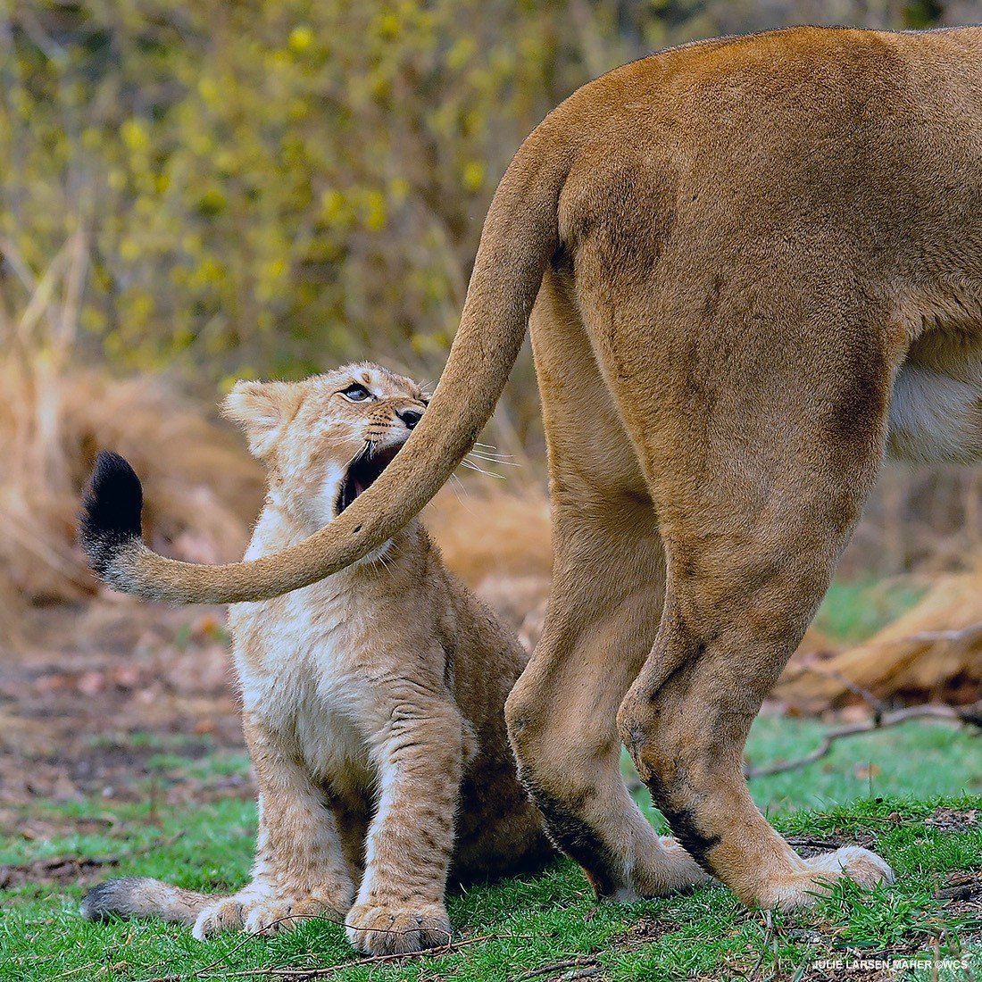 Хвост львицы