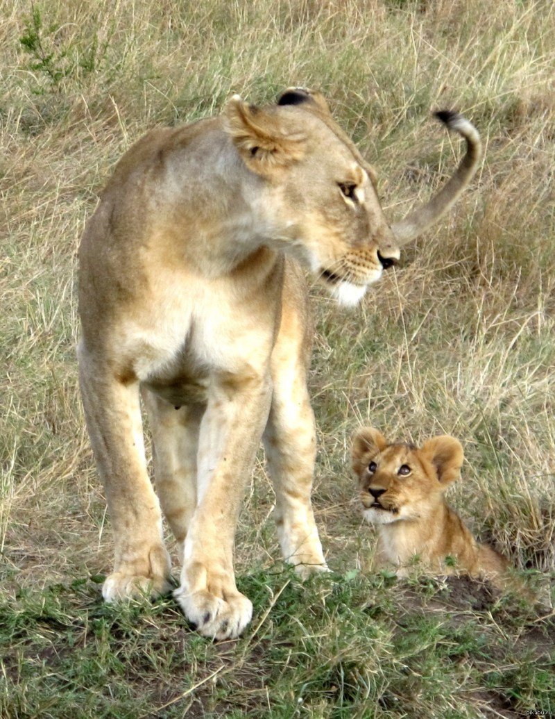 Львенок с мамой