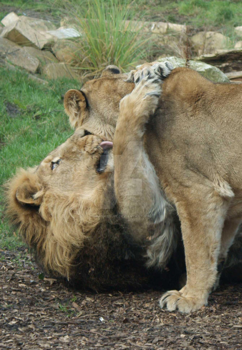 Львица целует Льва