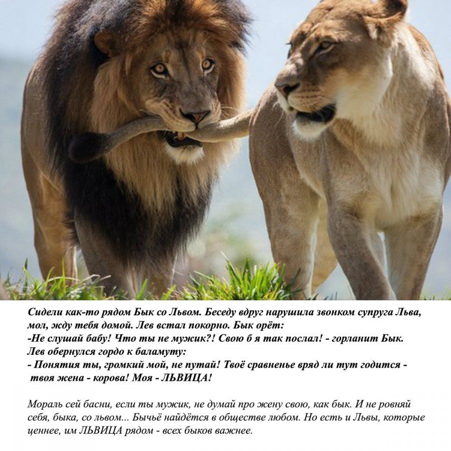 Верность Львов