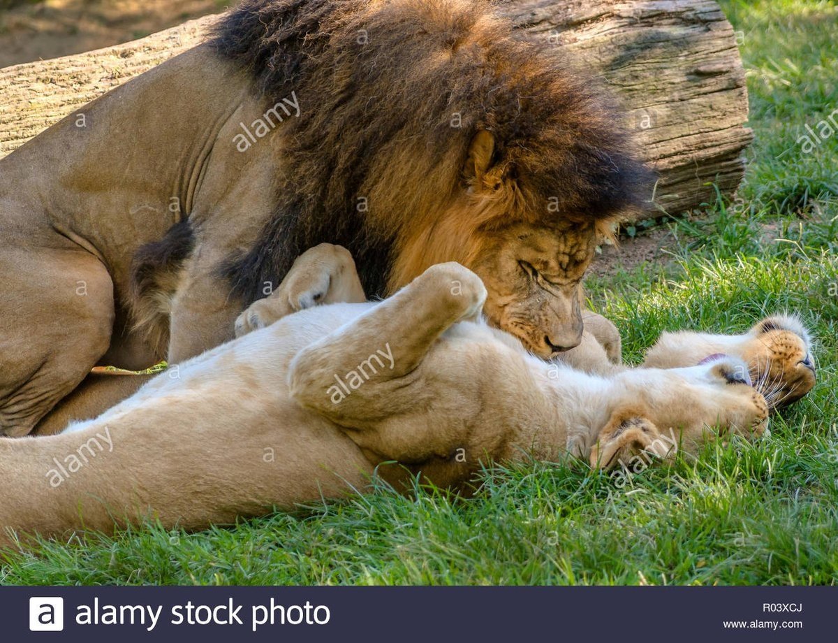 Львы любовь страсть