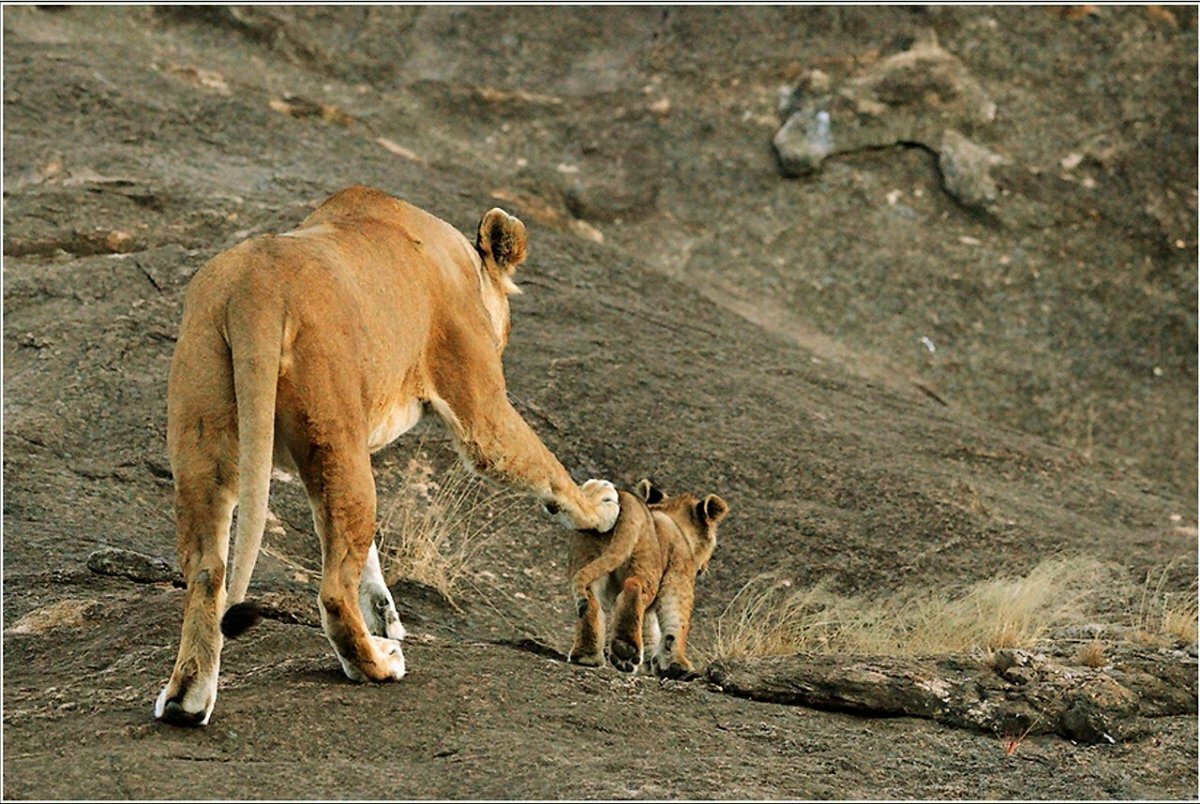 Попа львицы