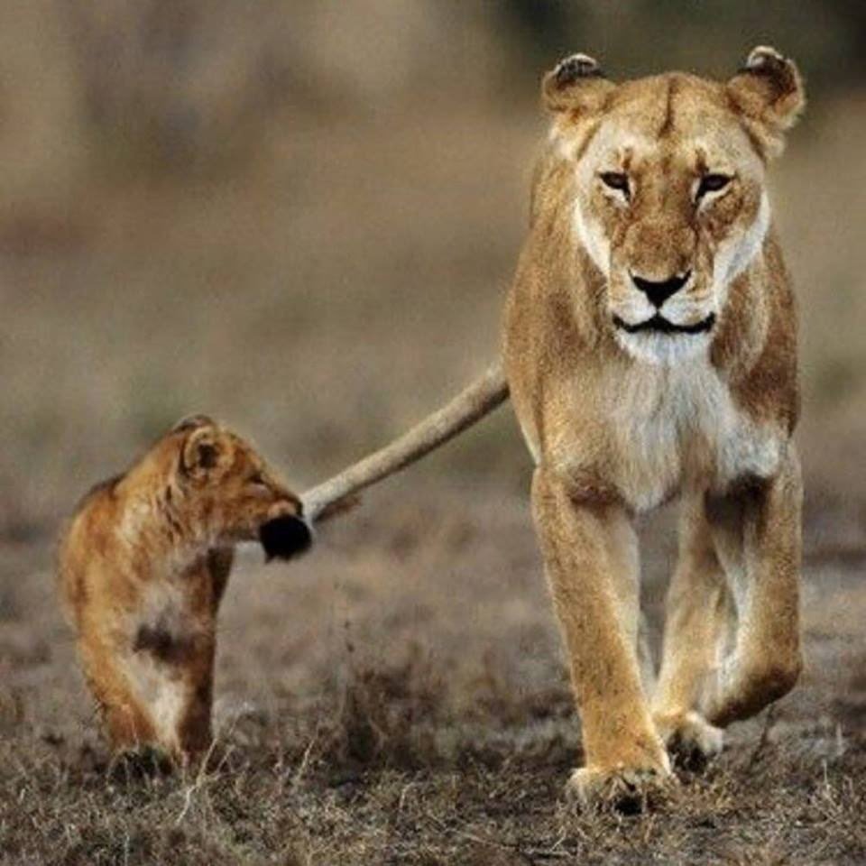 Львица идет