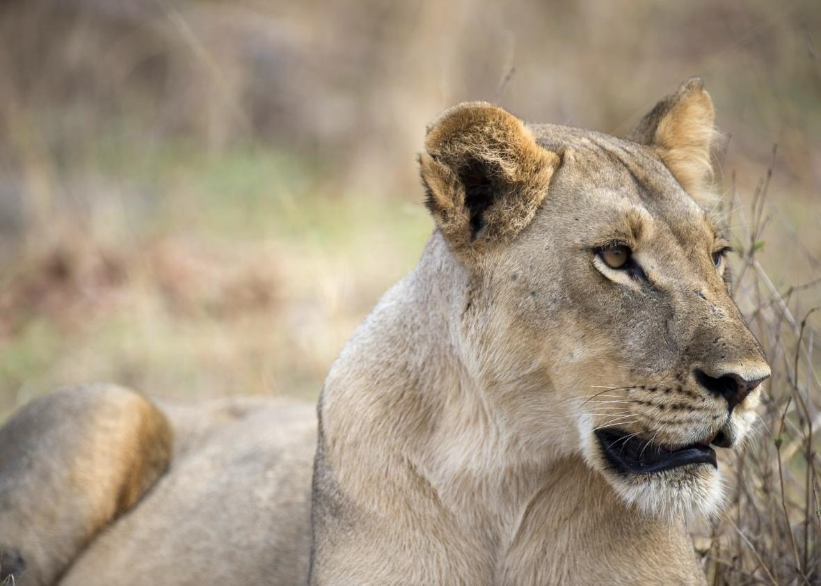 Дикая львица фото исполнителя