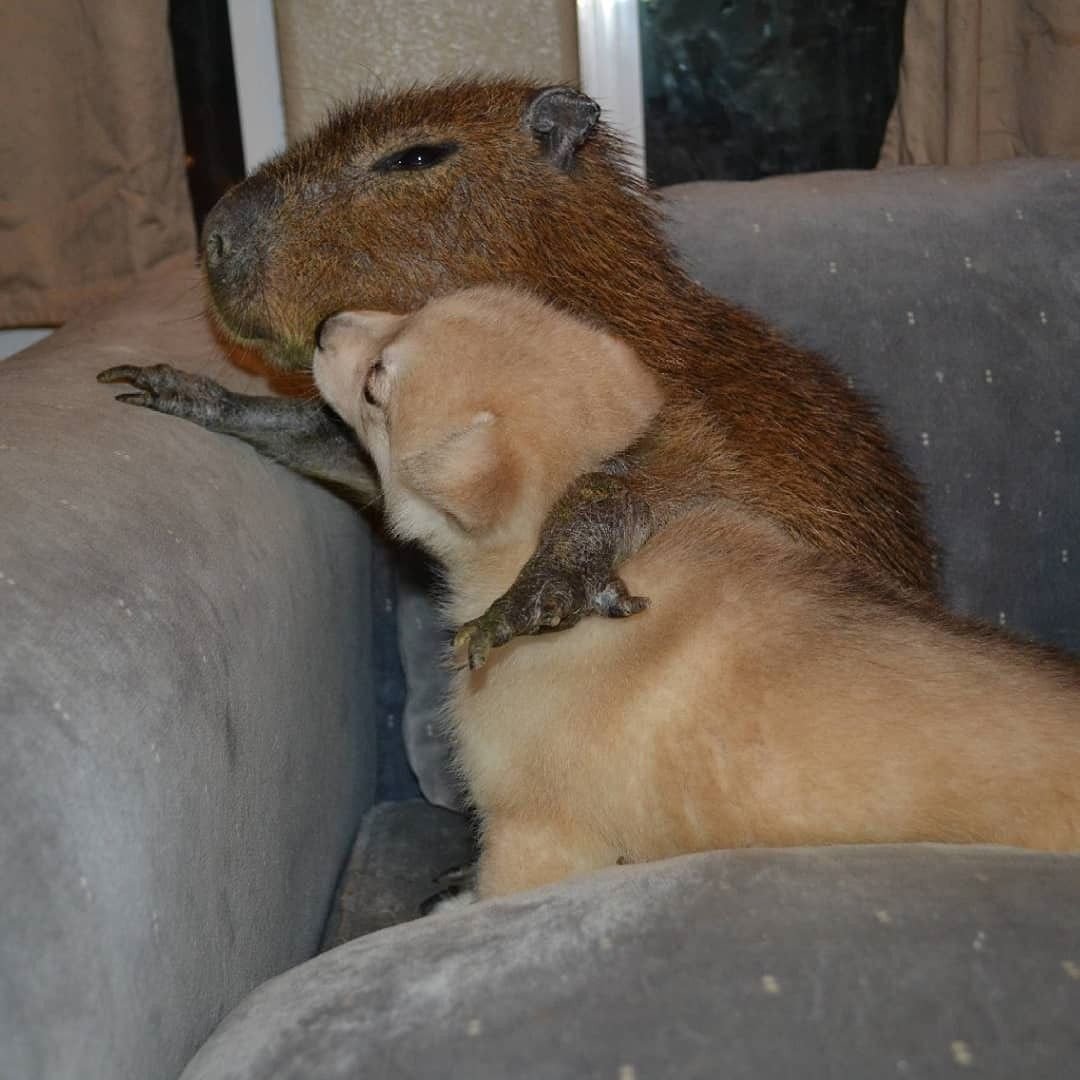 Капибара обнимашки