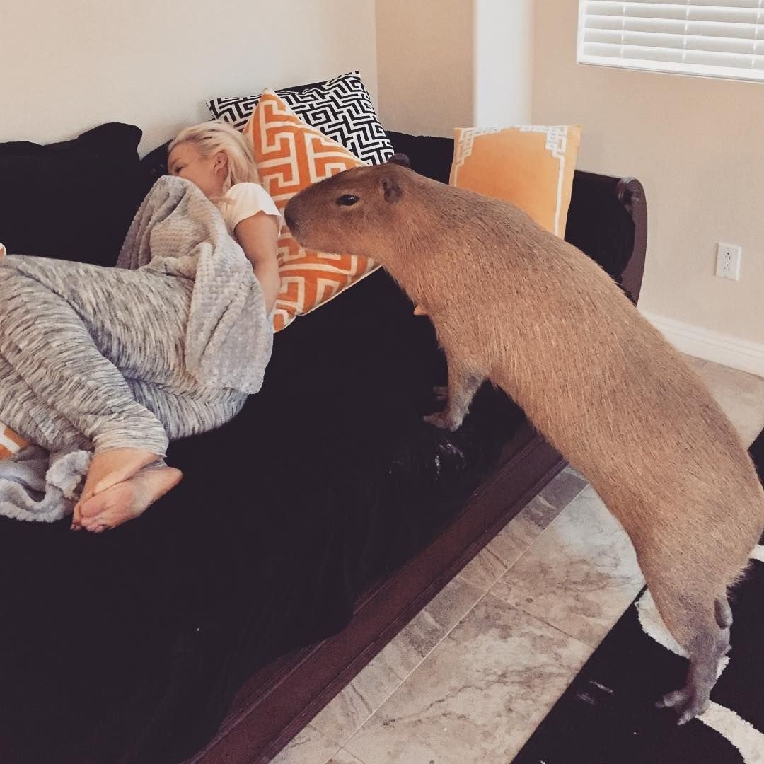 Капибара с детьми