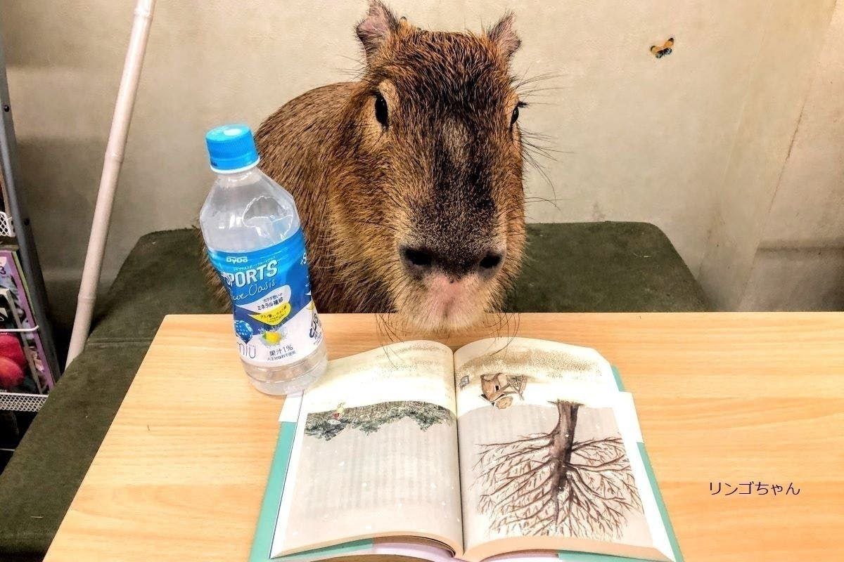 Капибара с книгой
