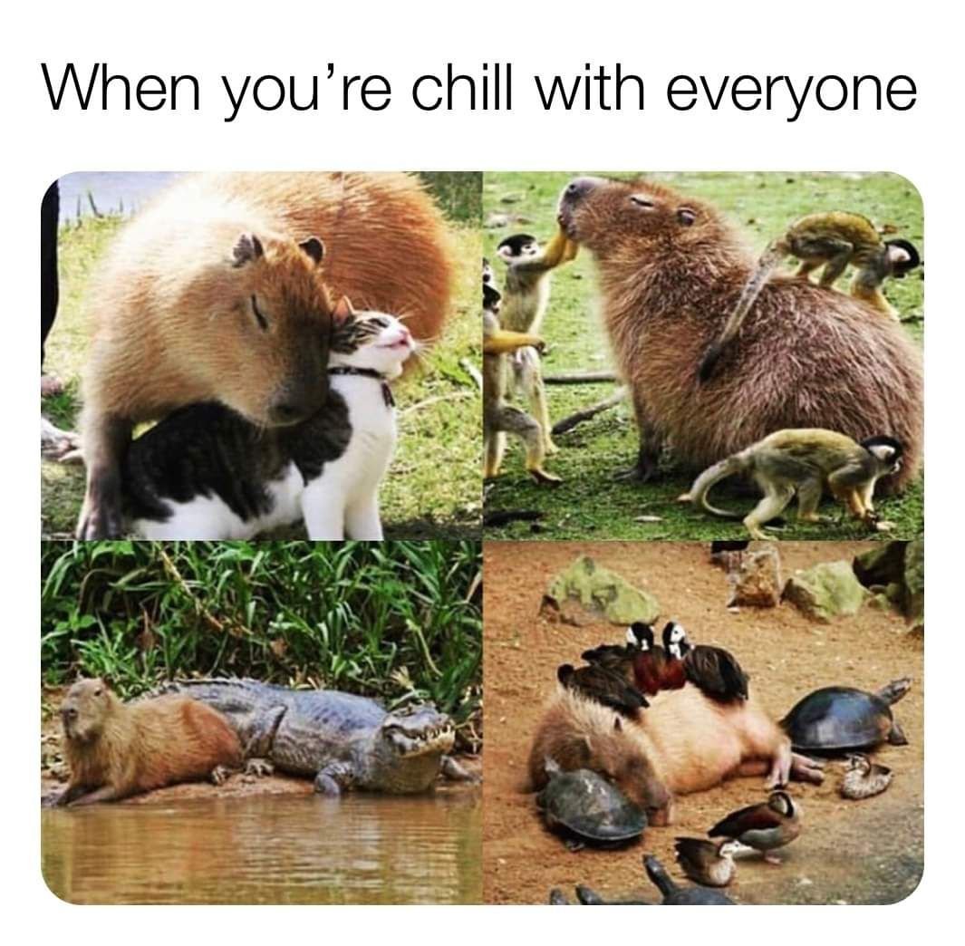 Капибара интересные факты