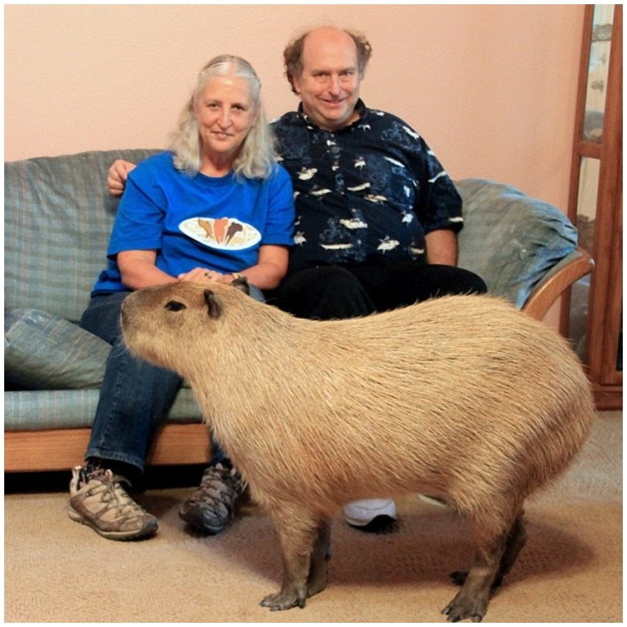 Большие морские свинки капибара