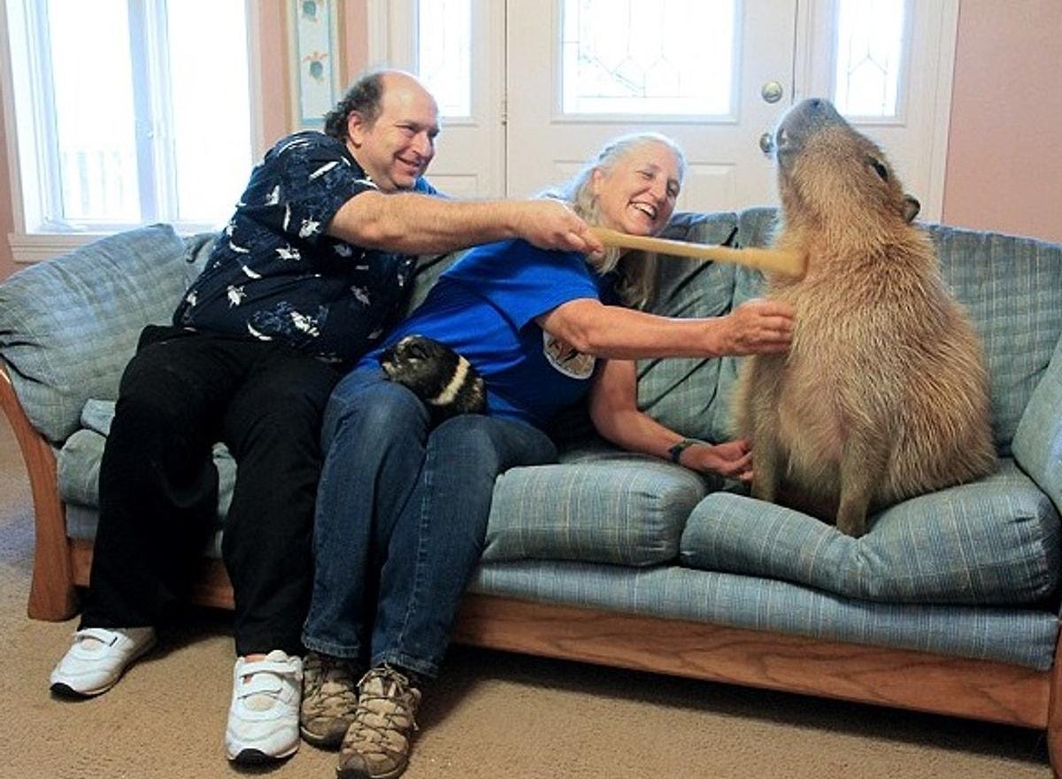 Самый большой грызун в мире капибара