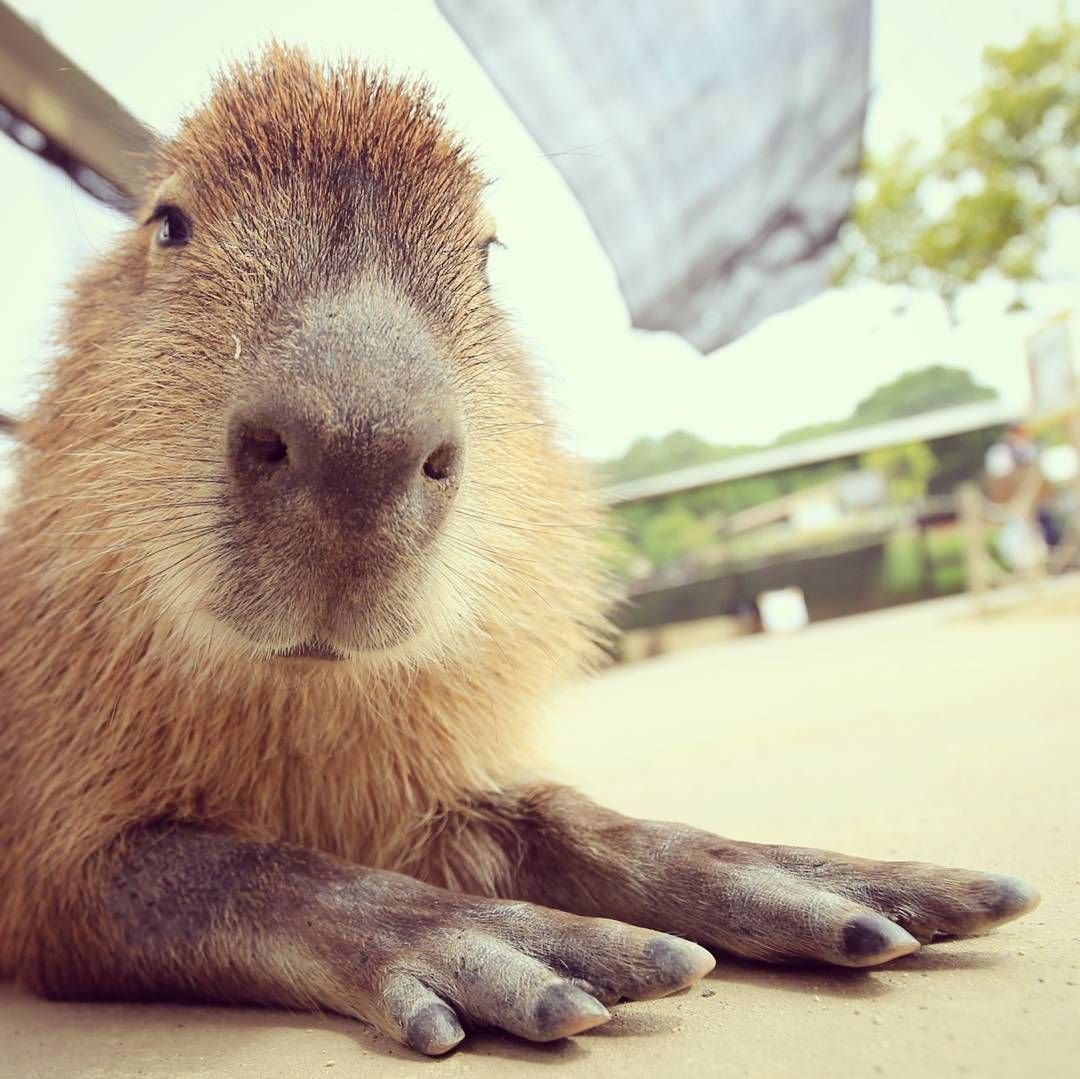 Кигуруми капибара