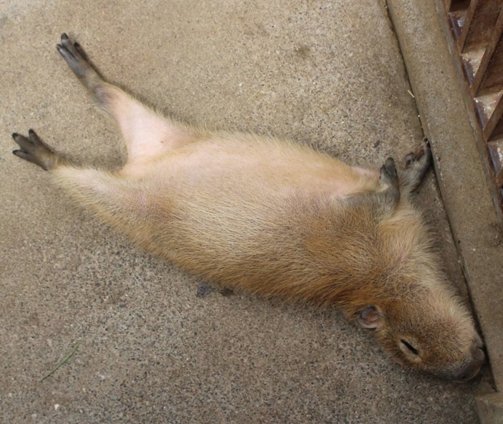 Лежащая Kapibara