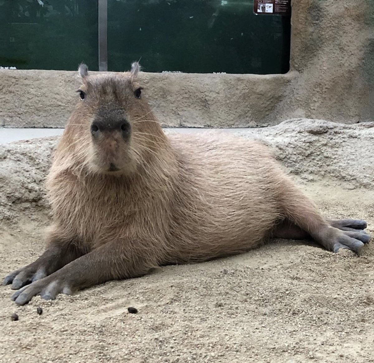 Лысая капибара