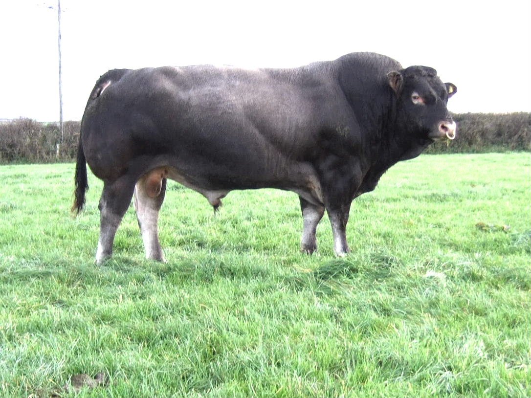 Загон Шароле Gergebil bul