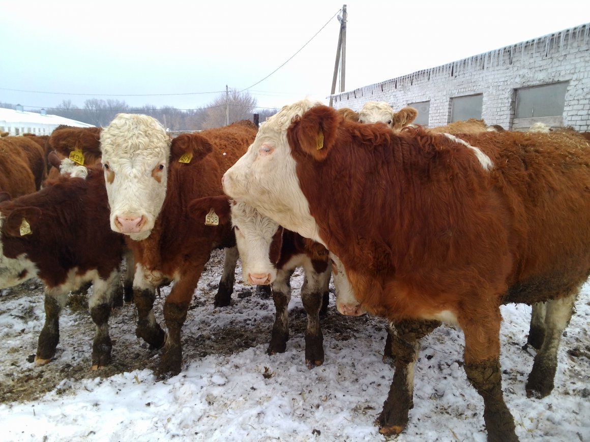 Бык симментальской мясной породы