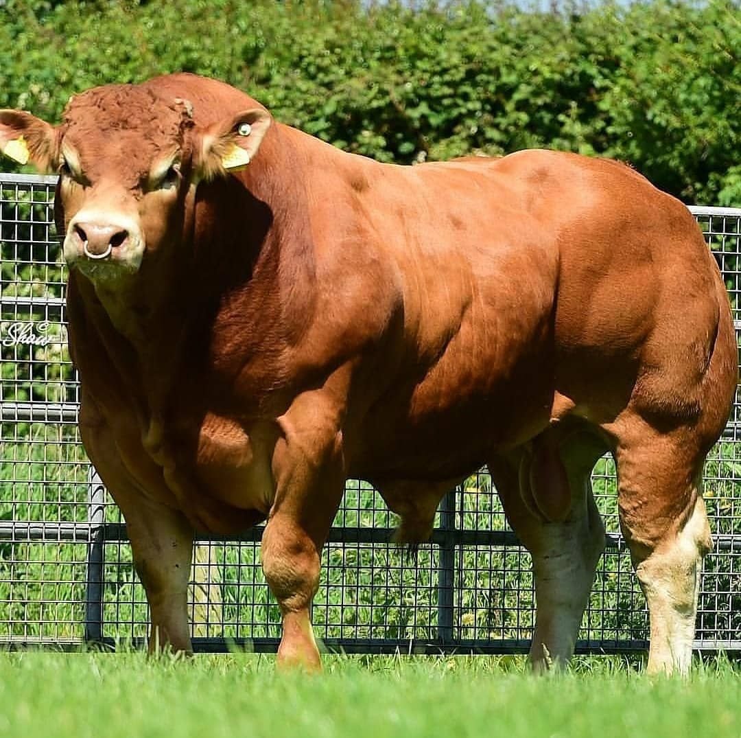 Мускулистая корова