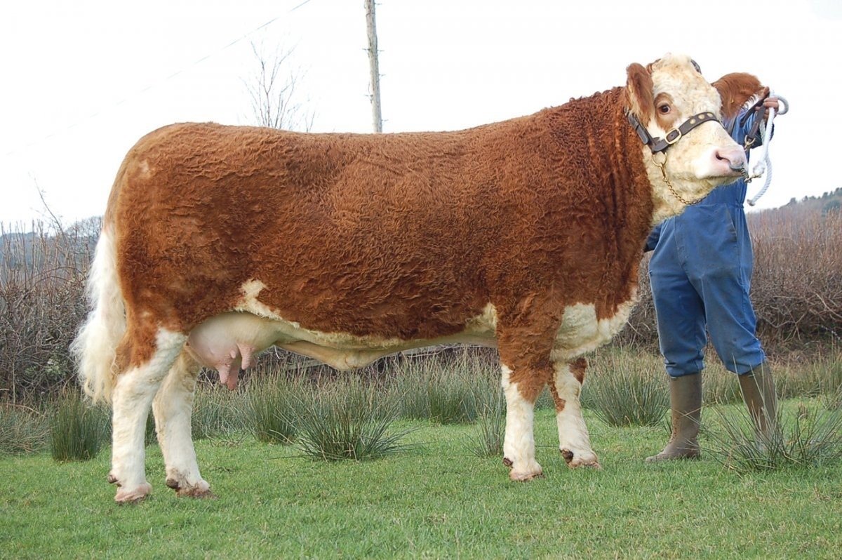 Симментал порода Быков