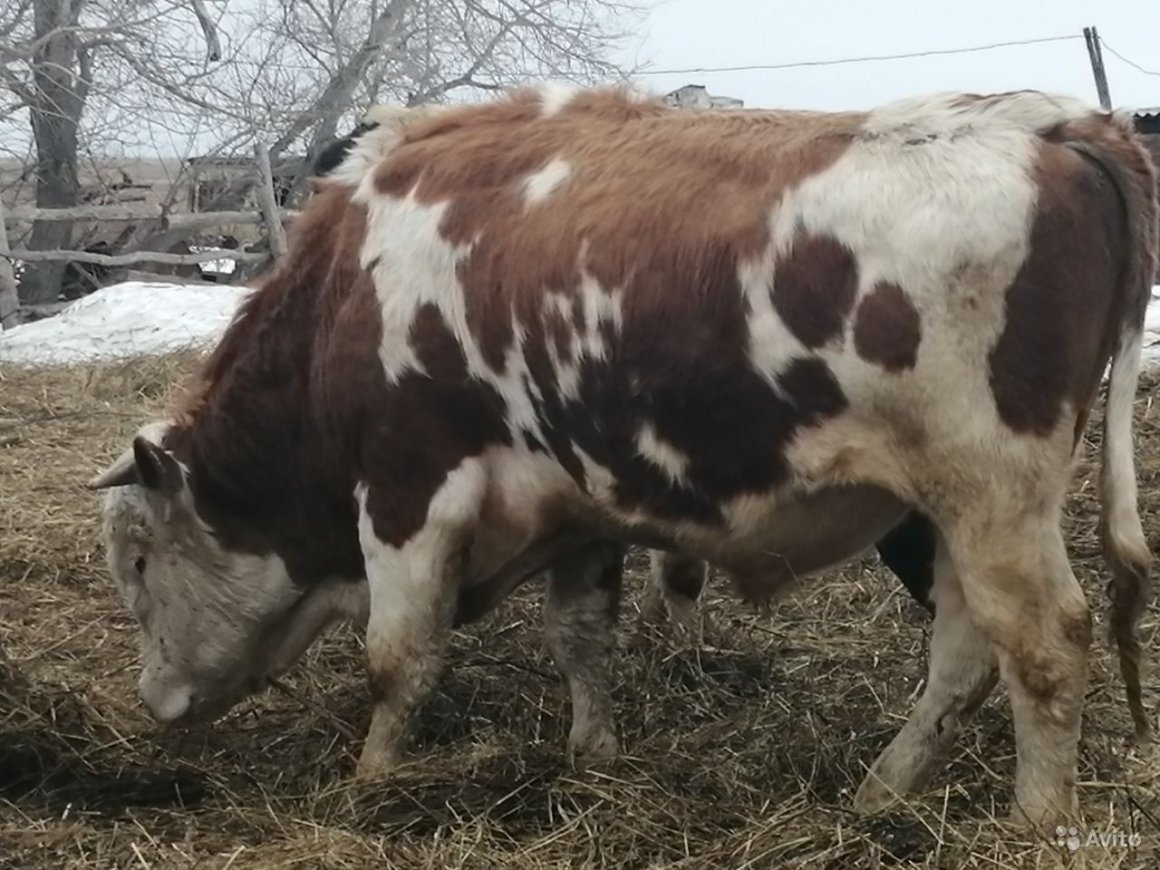 Симментал порода Быков