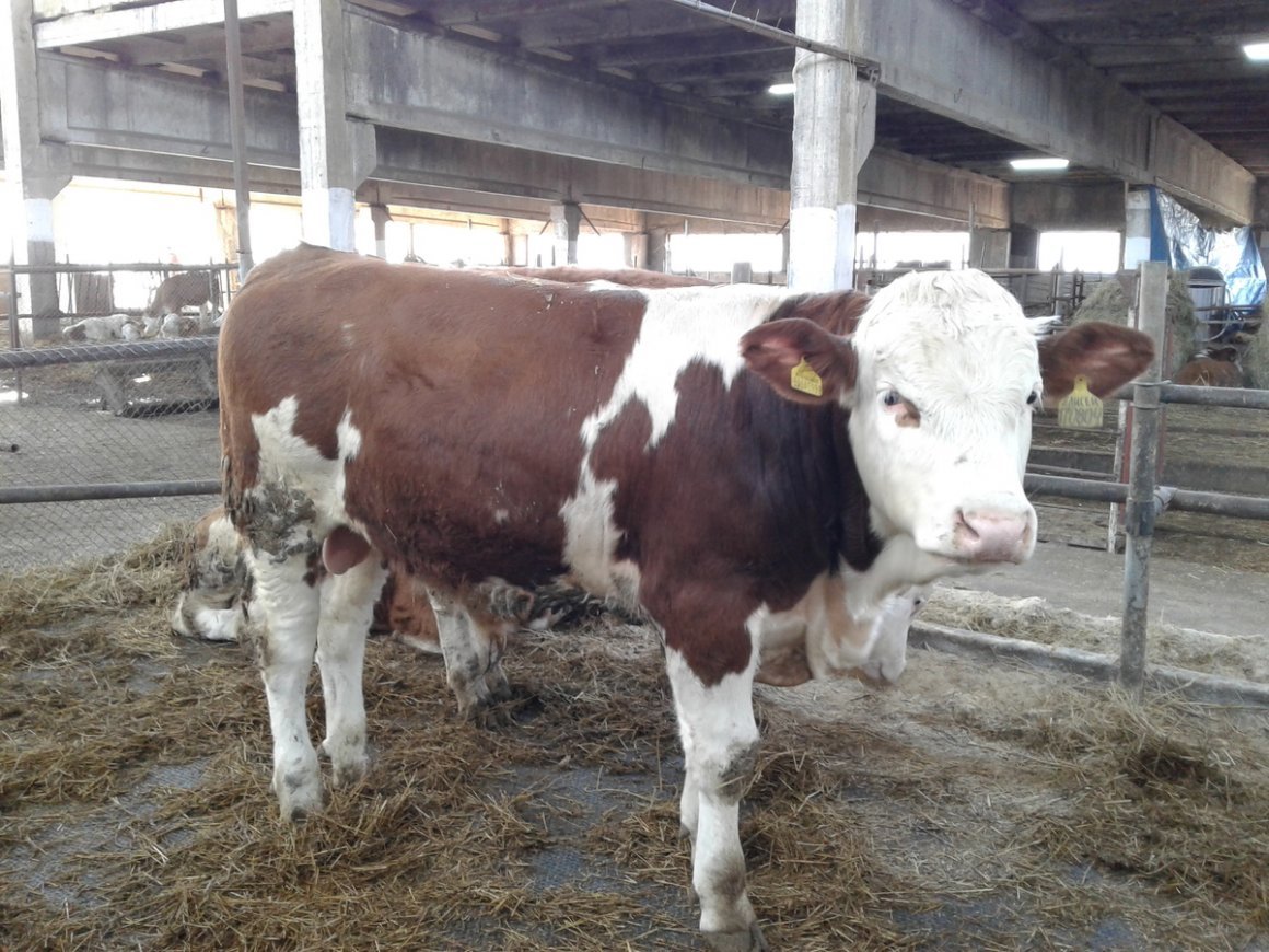 Быки породы симменталы