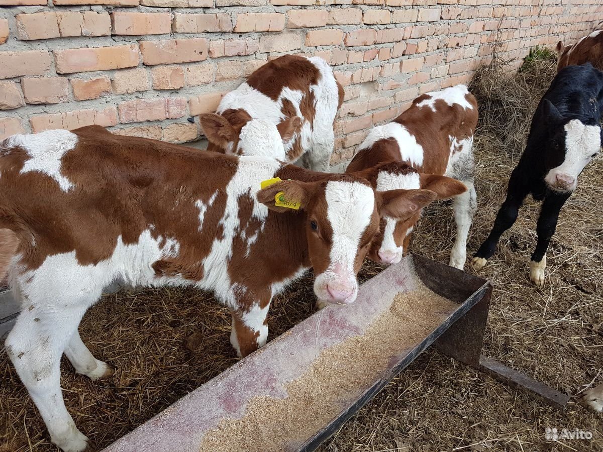 Телята симменталы 1 месяц