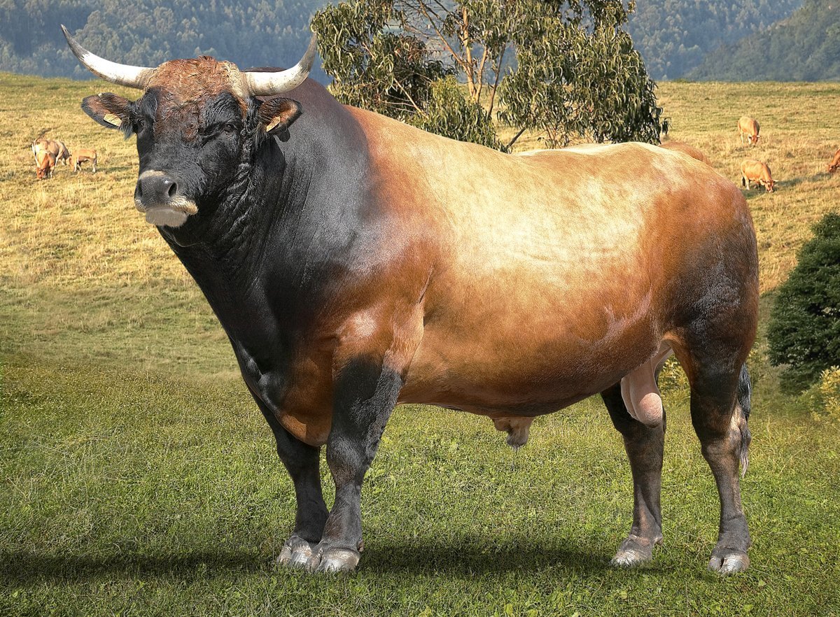 Иберийская порода Быков