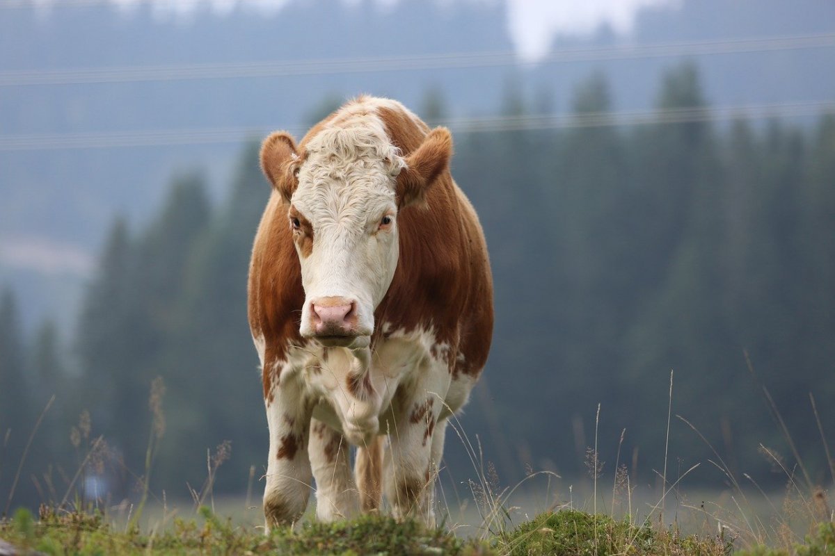 Гибрид корова. Simmental
