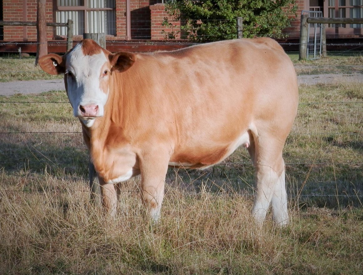 Симментальская бык Ройс