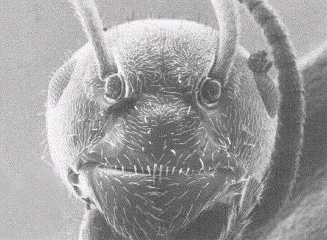 Муравей через электронный микроскоп