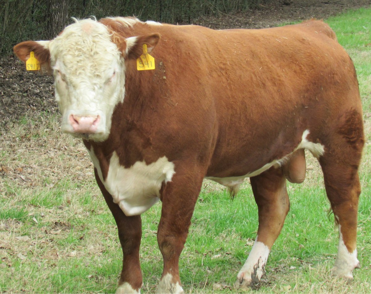 Порода КРС Герефорд