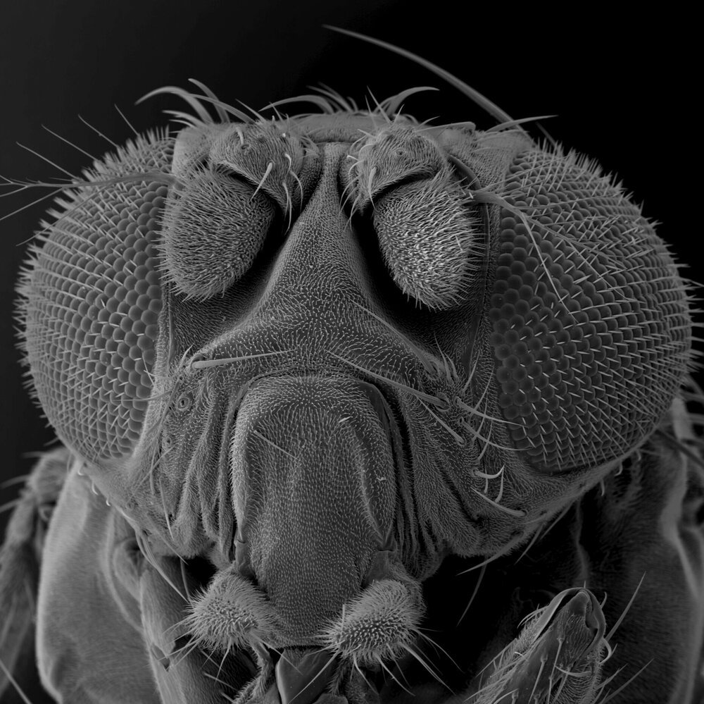 Милиум под микроскопом