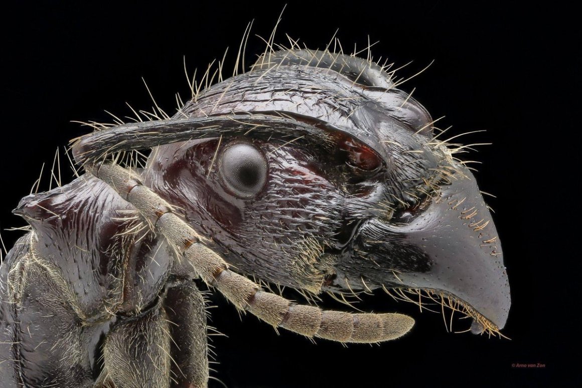 Северная мошка под микроскопом