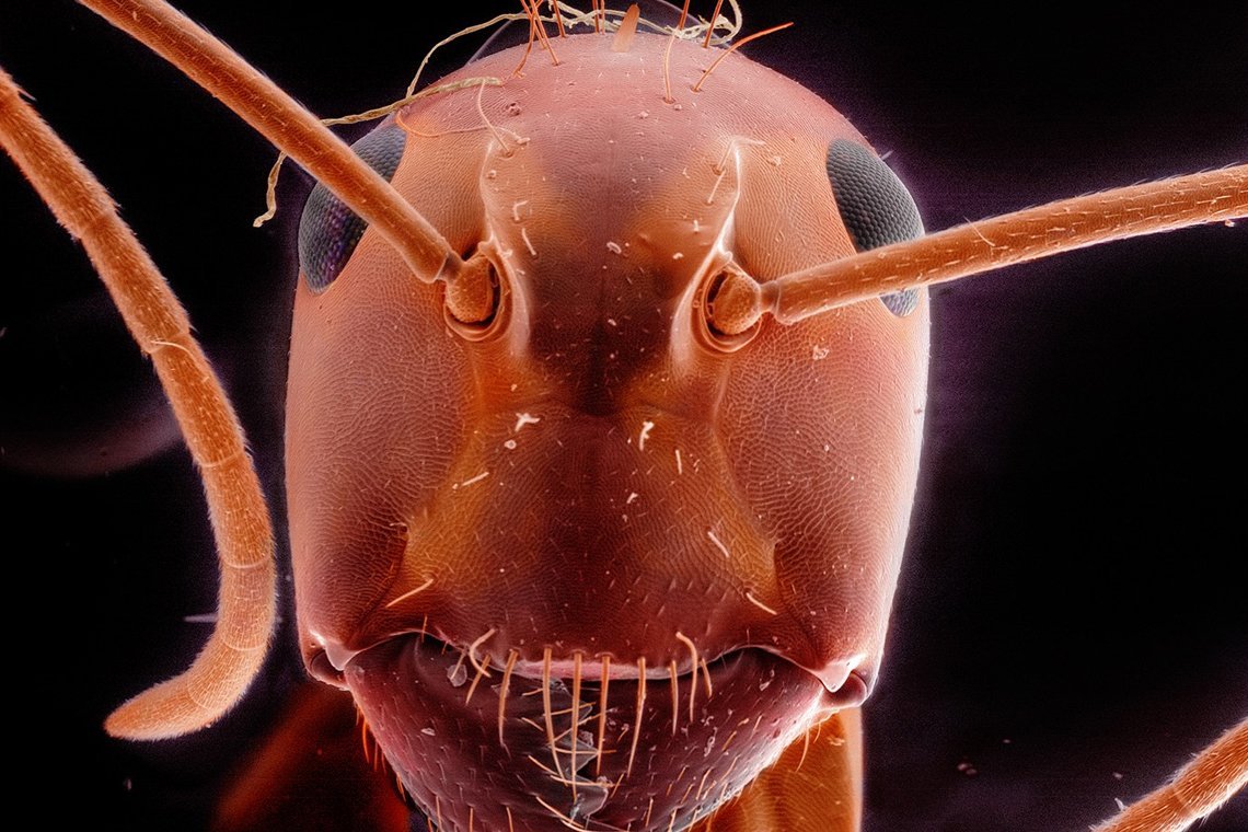 Голова муравья под микроскопом