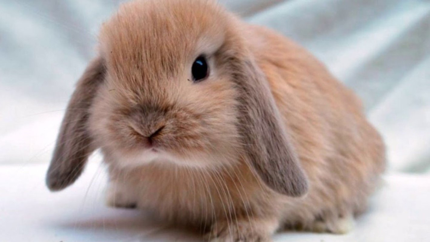 Сколько стоят зайки. Карликовый кролик Минилоп. Кролик вислоухий Минилоп карликовый. Кролик вислоухий баран Минилоп. Голландский карликовый вислоухий кролик.