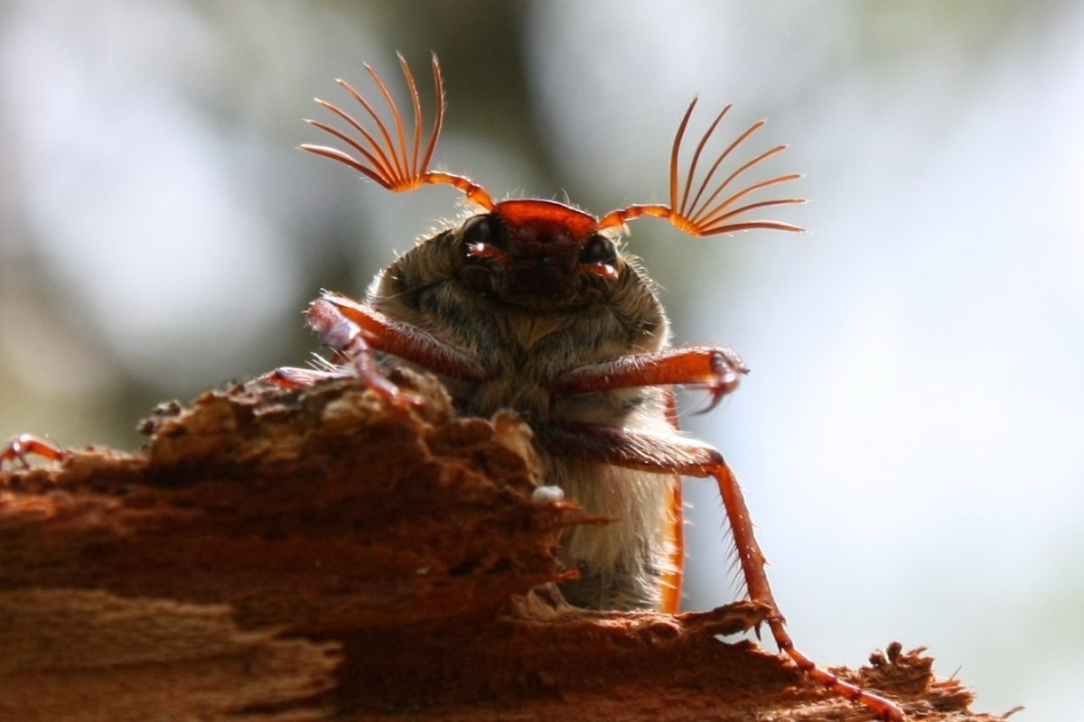 Майский Жук макрофото