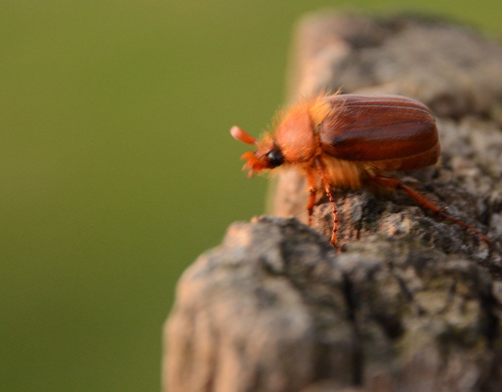 Майский Жук спаривание