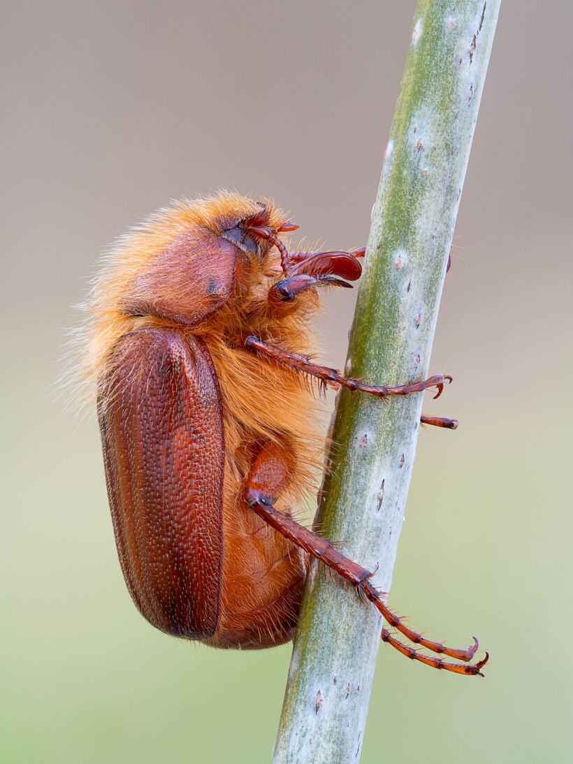 Майский Жук хрущ