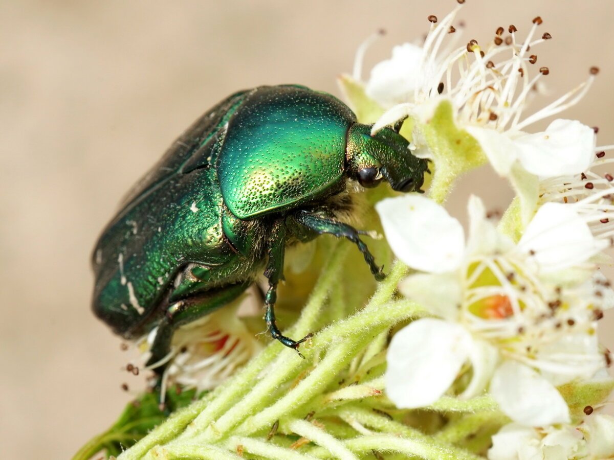 Жук Боровик