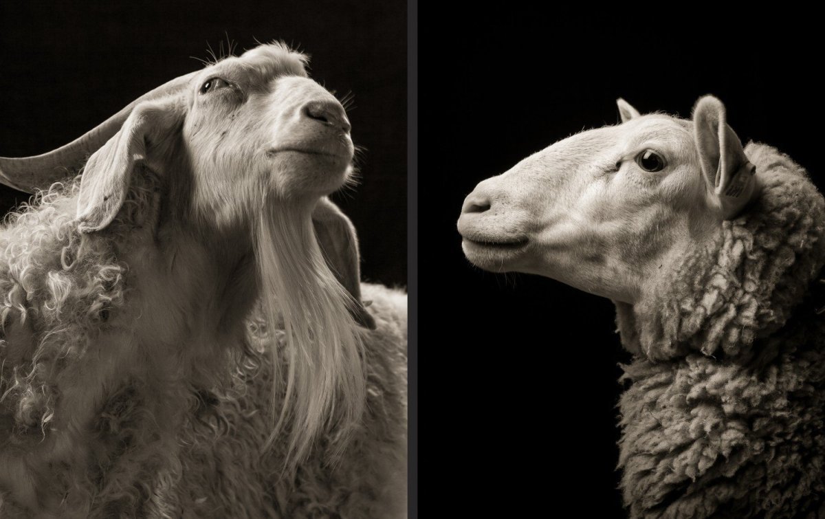 Баран фото арт