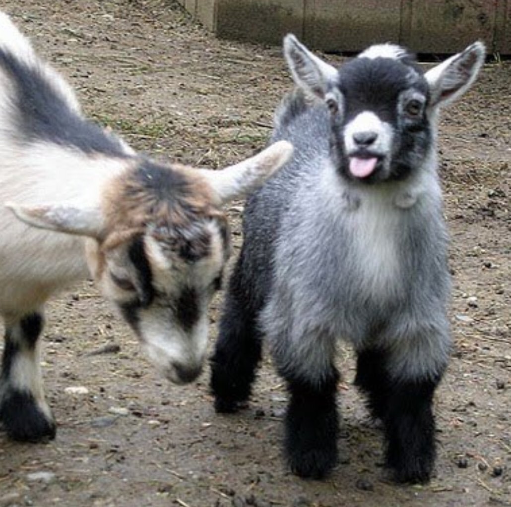 БАЗЛ гибрид