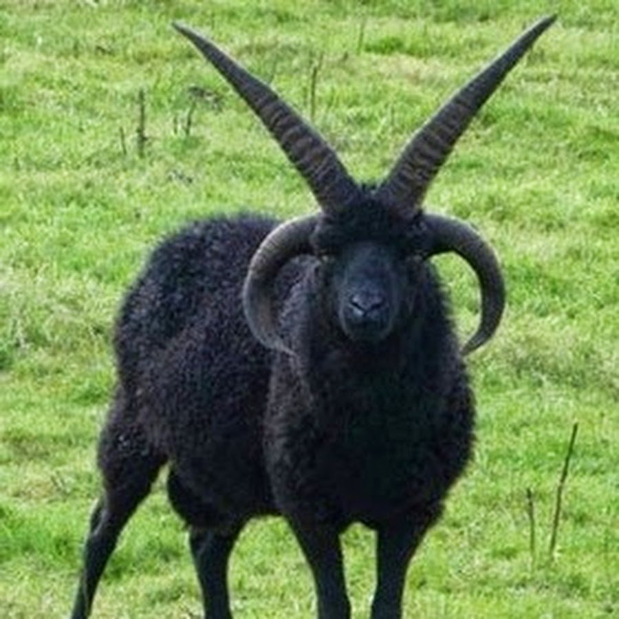 Мэнский лохтан порода овец