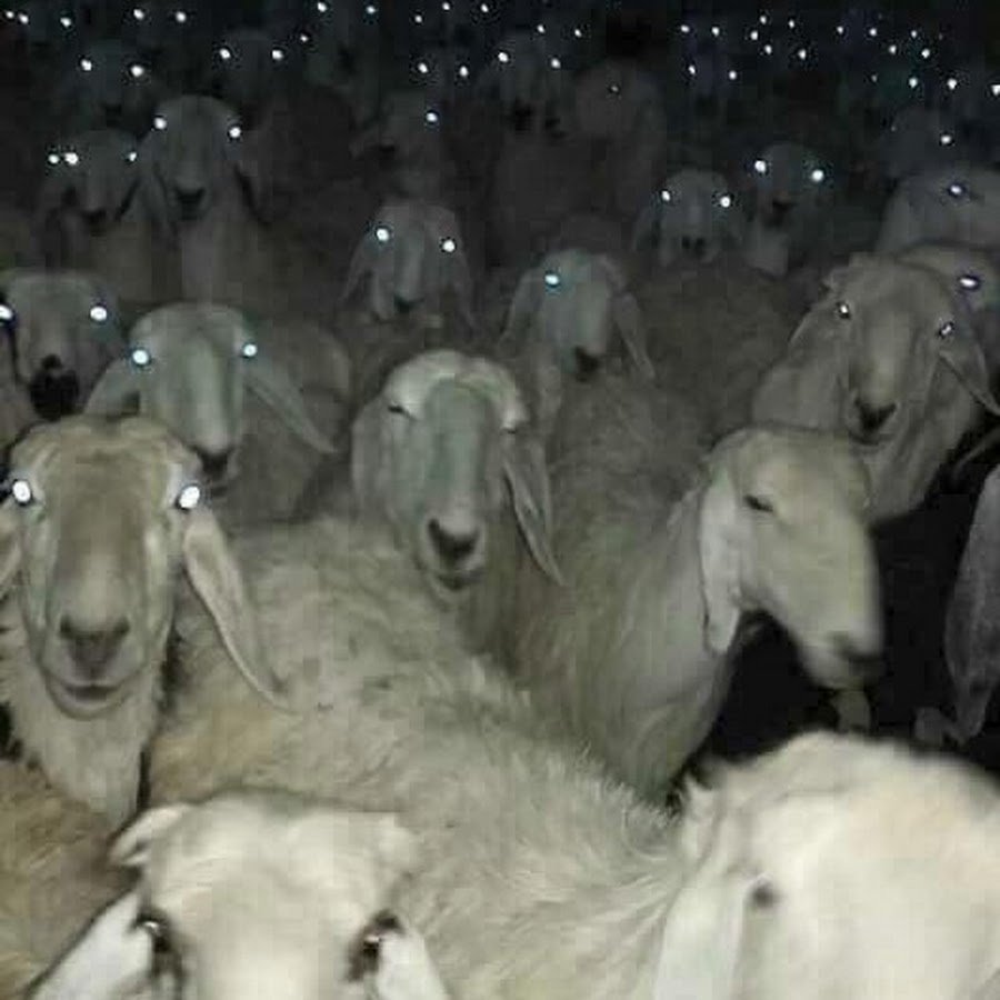 Стая Баранов