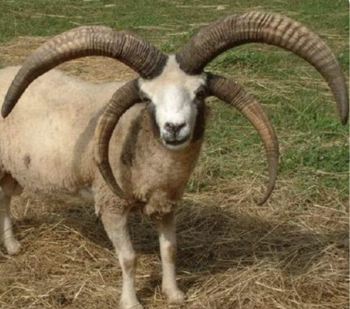 Четырёхрогие баран Святого Якова